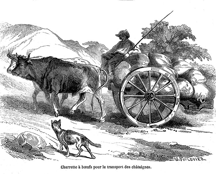 Transport de châtaignes du Lot vers 1850 - gravure reproduite et restaurée numériquement par © Norbert Pousseur Transport de châtaignes du Lot vers 1850 - gravure reproduite et restaurée numériquement par © Norbert Pousseur